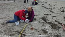 Onderzoek op strand (c) David Jones