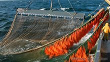 net met vispluis - (c) Wouter Jan Strietman